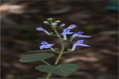Scutellaria violacea